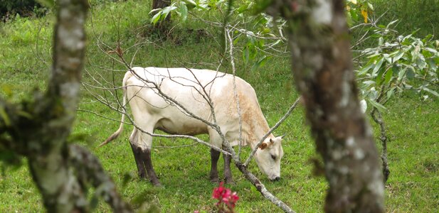 Trees grazing armenia photo