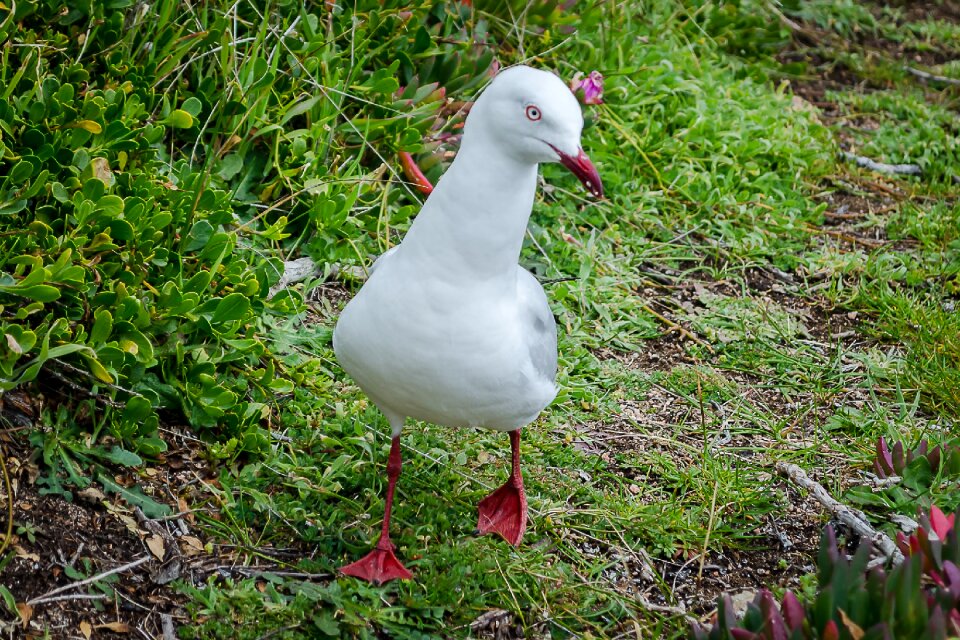 Gull seabird feather