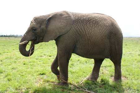 South africa animal elephant