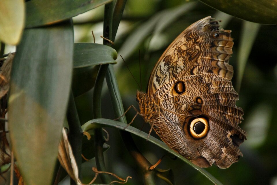 Butterfly insek insect