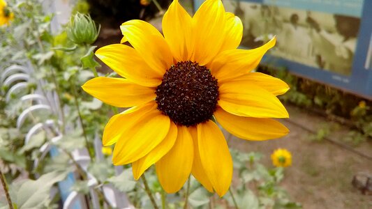 Yellow flower flower