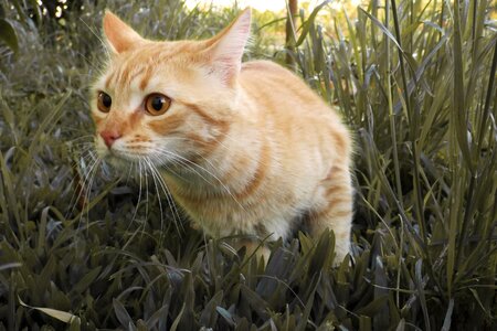 Feline kitten domestic photo