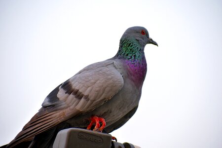 Bird rock pigeon photo