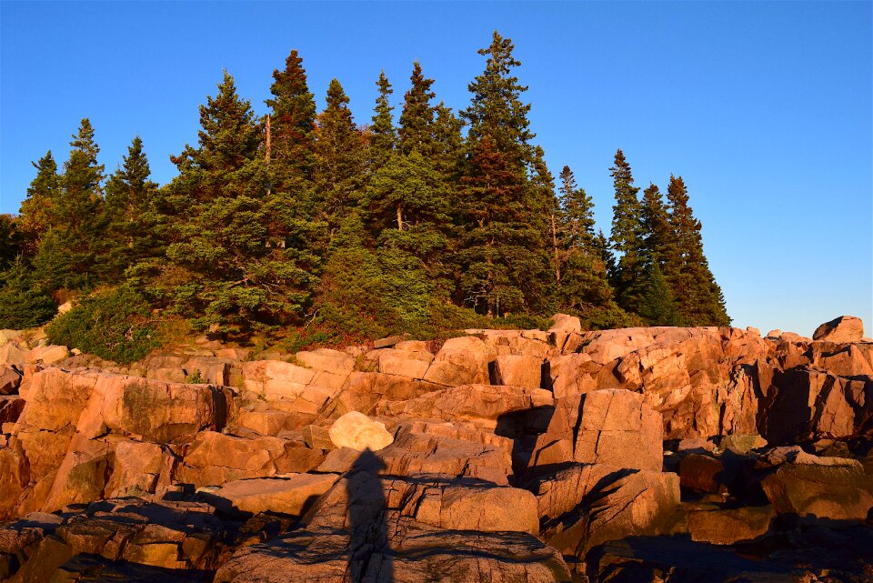 Pine trees maine nature