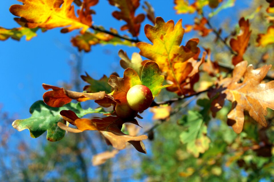 Autumn the parasite nature