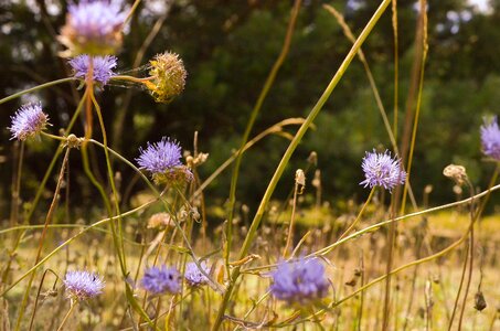 Nature grass field photo