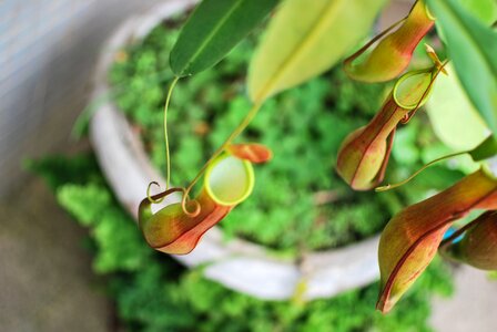 Exotic nature plant