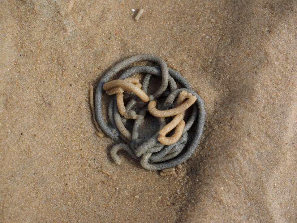 Arenicola marina sand worm pier worm