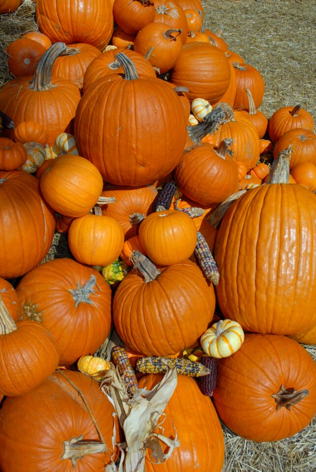 Autumn orange fall