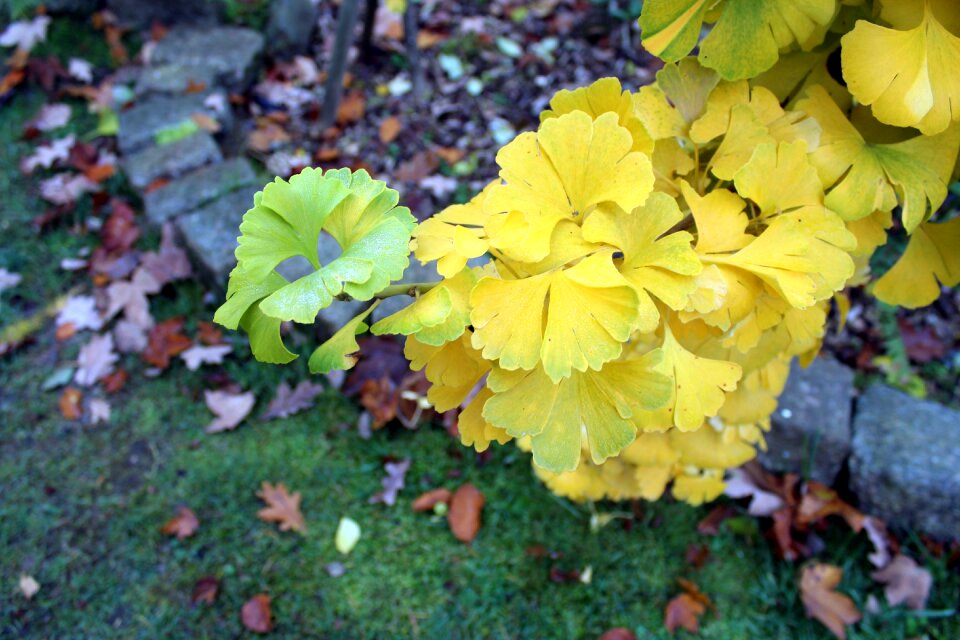 Foliage autumn nature