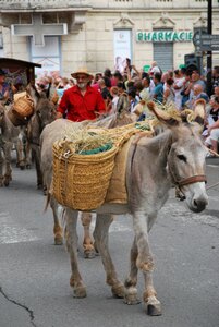 Donkey parade provence
