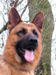 Head german shepherd dog photo