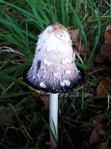 Schopf comatus mushroom asparagus mushroom photo