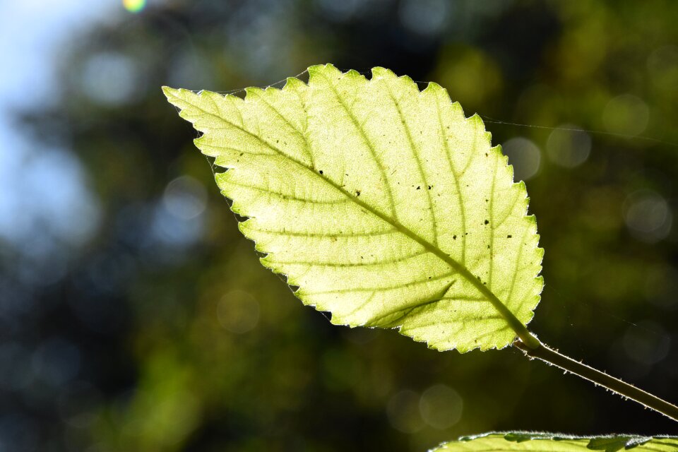 Green autumn macro