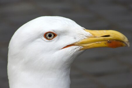 Sea birds gull photo