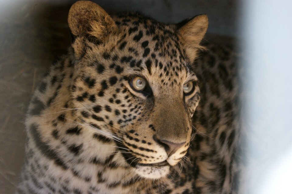 Animal world predator big cat