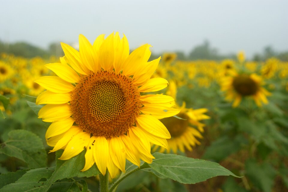 Cosmos sunflower yellow flowers