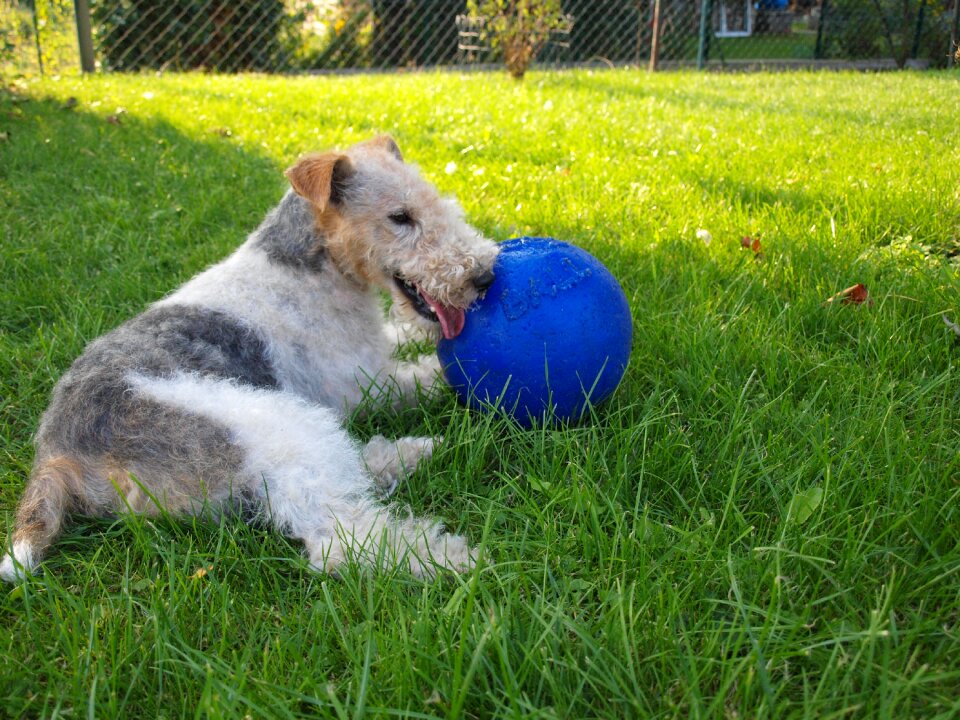 Fox terrier meadow garden