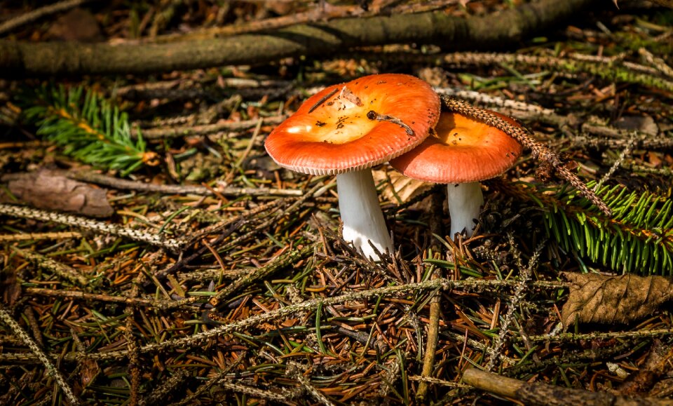 Mushrooms kottenforst buschhoven