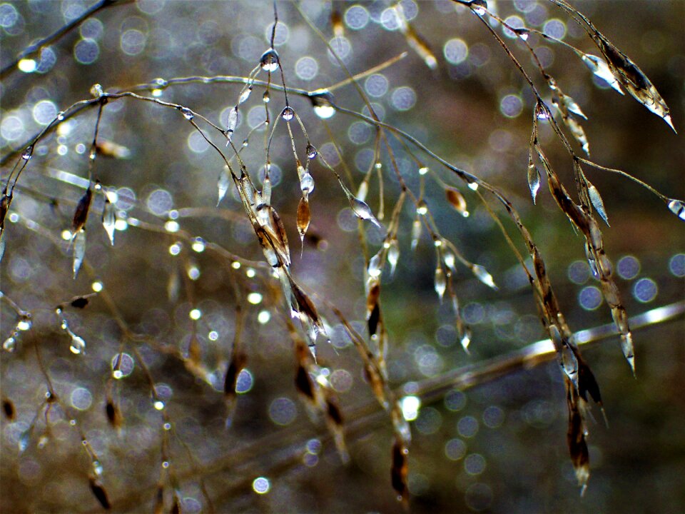 Water droplets close-up rain