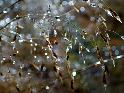Water droplets close-up rain photo