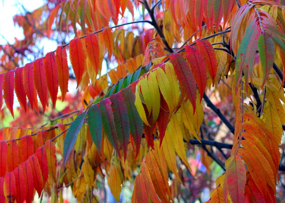Colorful autumn leaf nature