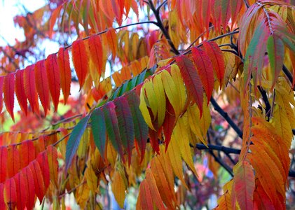 Colorful autumn leaf nature photo