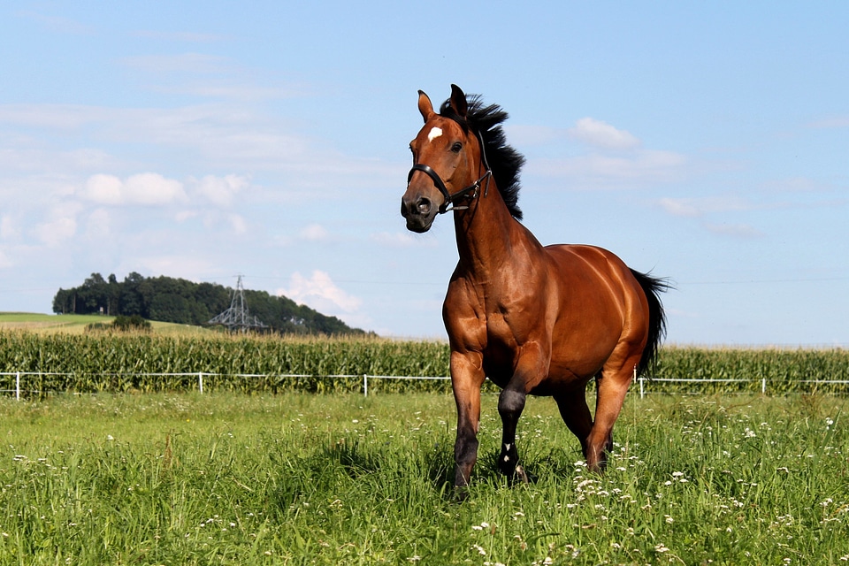 Horse gallop meadow