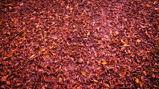 Background forest red