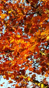 Fall foliage coloring orange photo