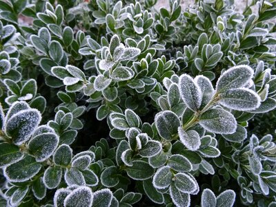 Frost winter nature photo