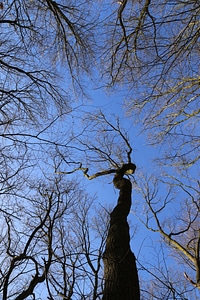 Crown treetop branches