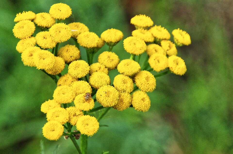 Summer flowers yellow flowers heads