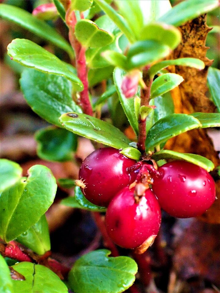 Cowberry close-up mature