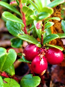 Cowberry close-up mature