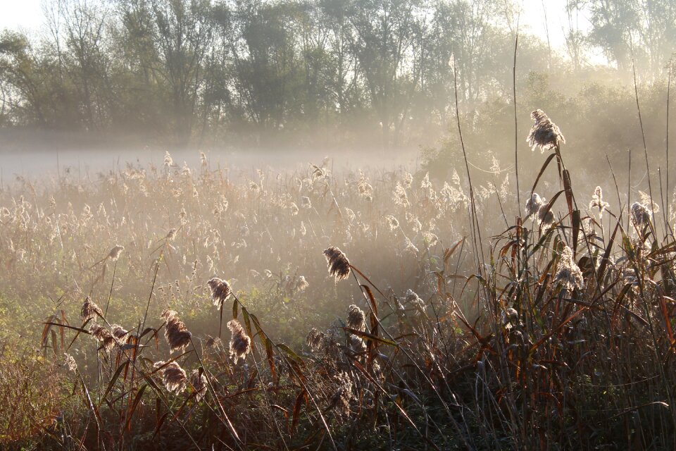 Fog autumn morning