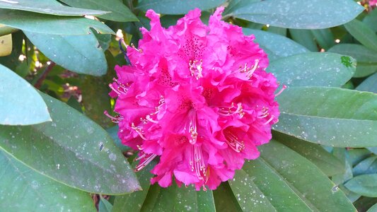 Rhododendron spring flowery