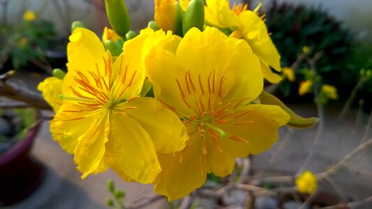 Natural beautiful fresh beauty