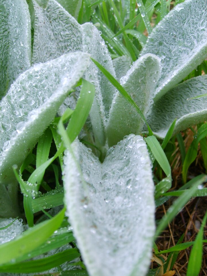 Rain dew morning dew