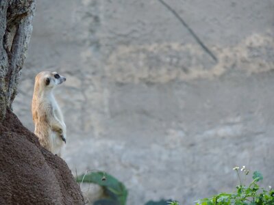 Meerkat watching animal world