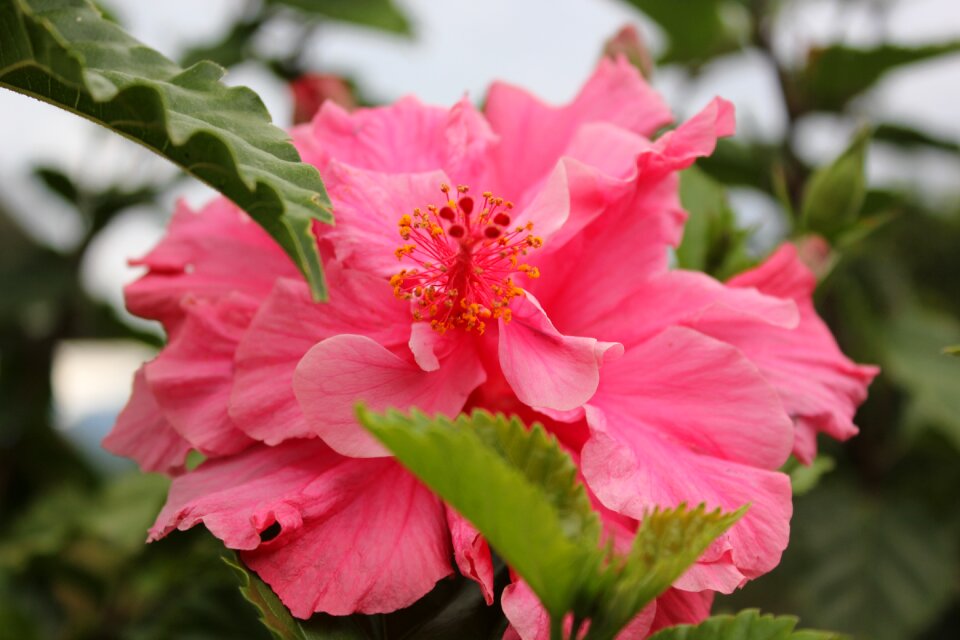 Close up blossom bloom