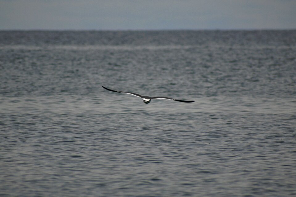 Wave seabird sea gull