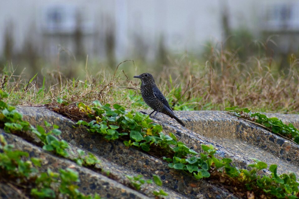 Waterside wild birds little bird