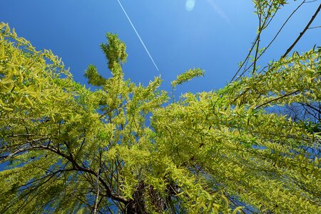 Sky blue green