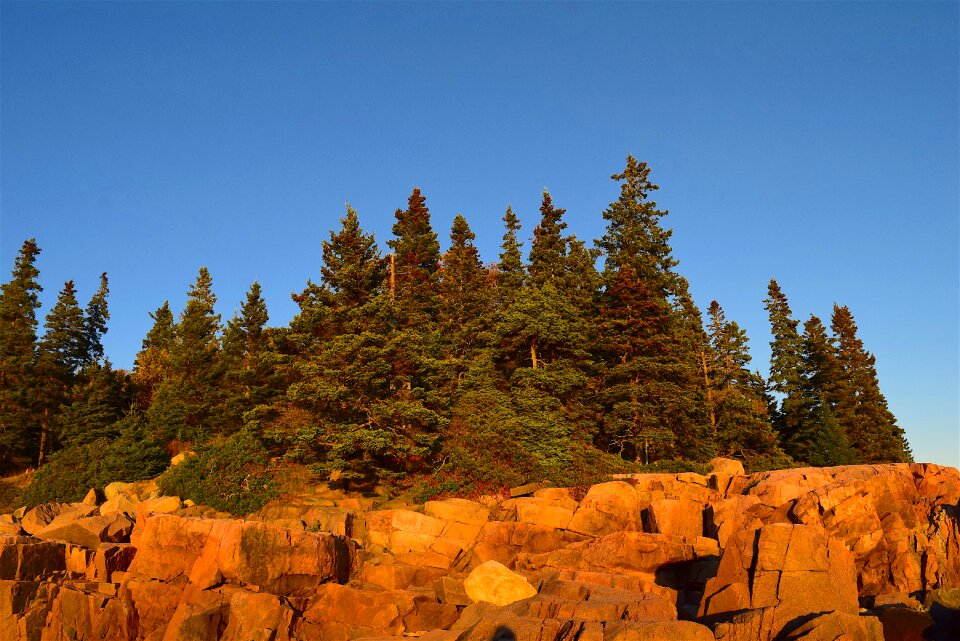 Pine trees maine nature