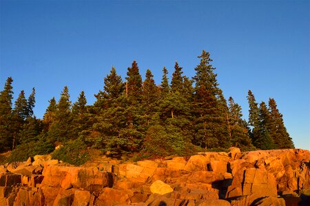 Pine trees maine nature