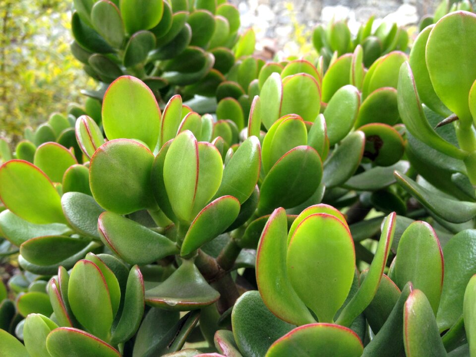 Green color leaves