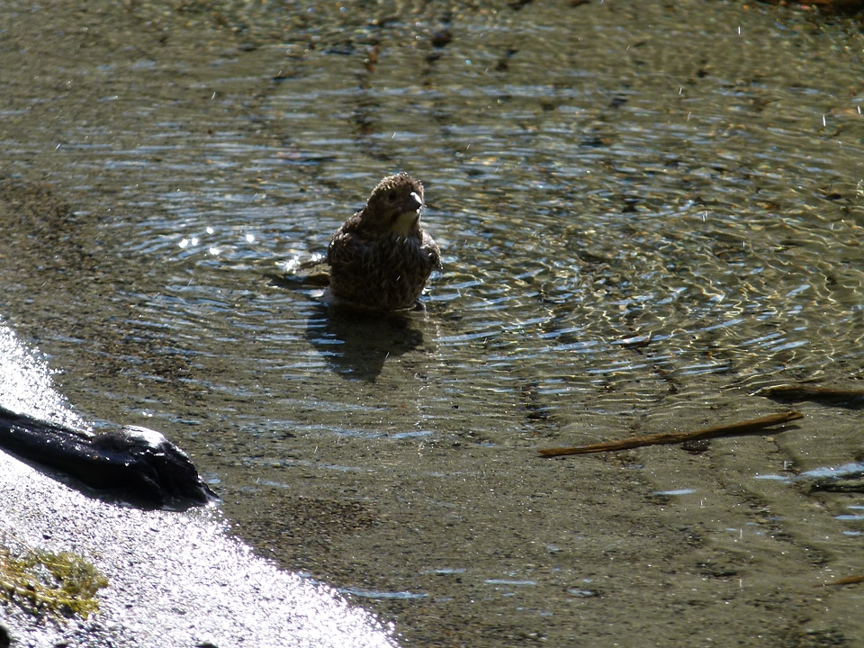 Nature walking water