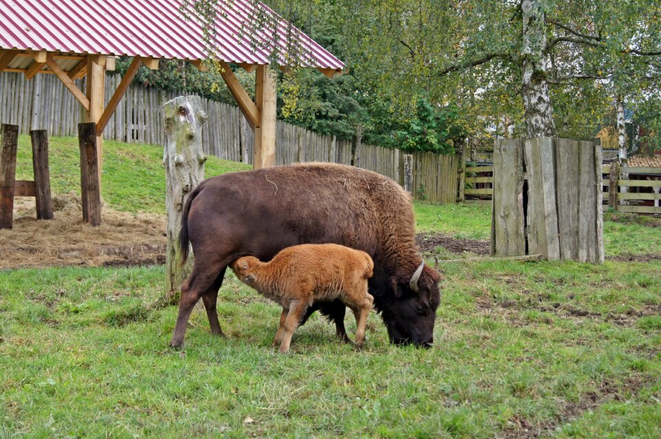 Suckle motherly love cute