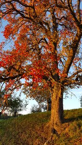 Colorful leaves shining